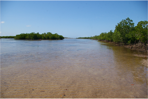 Uzi Creek at Unguja Ukuu (to the east and south of Trench UU14).