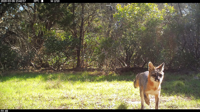 Gray fox in camera-trap photo