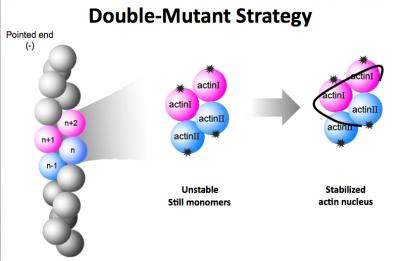 F-actin Nucleus Structure