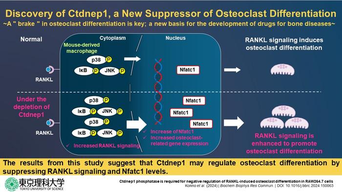 Study explores the role of Ctdnep1 in RANKL-induced osteoclast differentiation