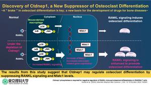 Study explores the role of Ctdnep1 in RANKL-induced osteoclast differentiation