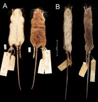 Slilt mouse specimens