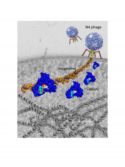 Properties of Unusual Virus Revealed in Research