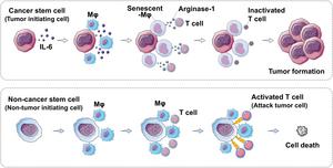 Interaction of Cancer stem cells and macrphages compared with cancer non-stem cells