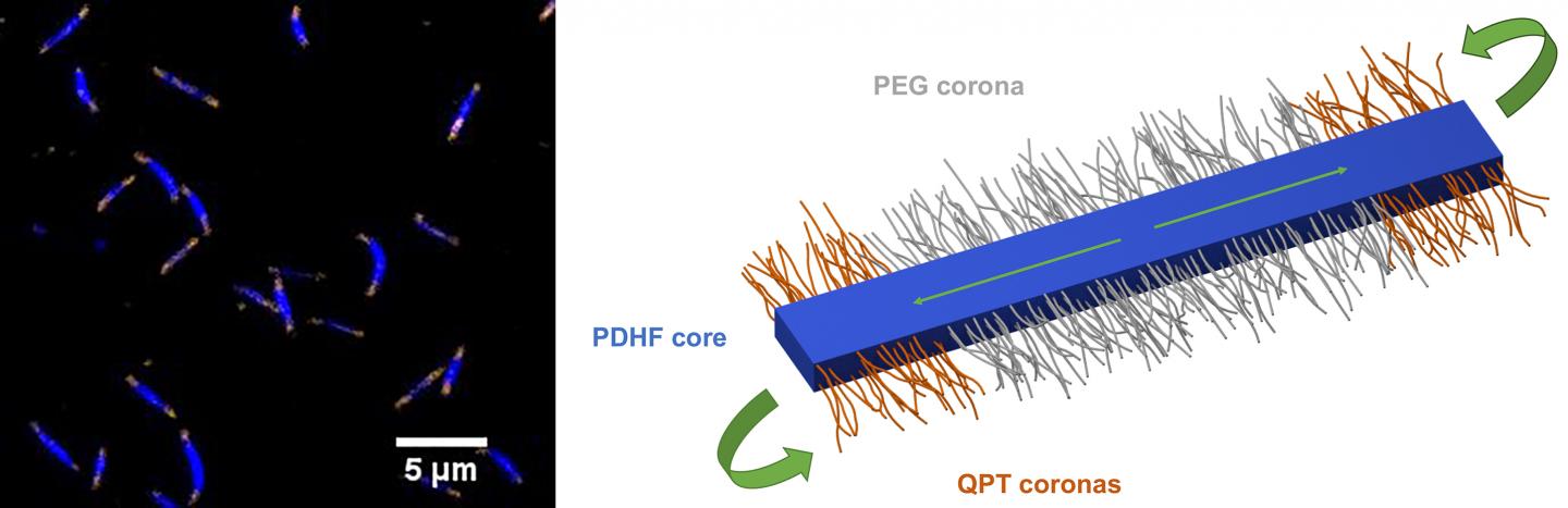Light Emission from the Polymeric Nanostructures and Schematic of a Single Nanostructure