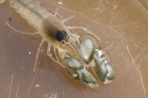 snapping shrimp