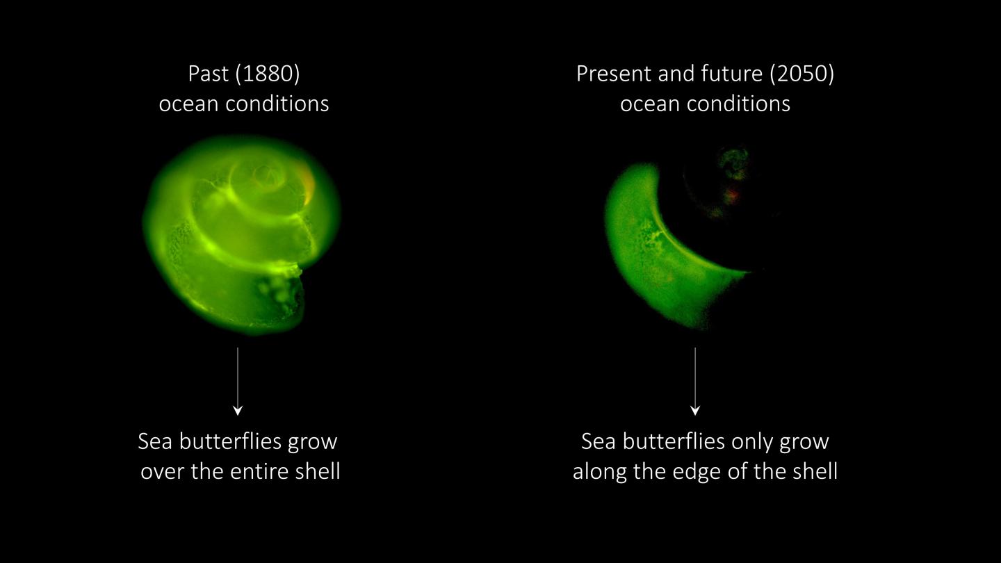 The effect of ocean acidification on shell growth of sea butterflies in the Southern Ocean.