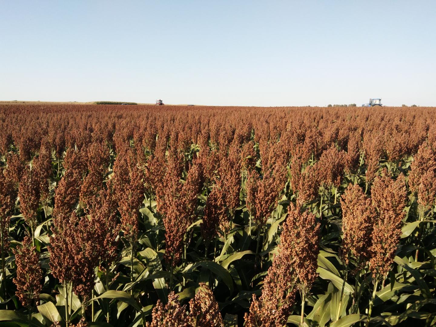 Sorghum Lines for Seed Production