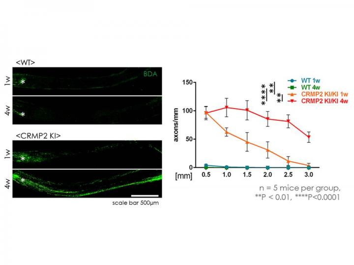 Prominent Regeneration of Optic Nerve after Injury in CRMP2 Knock-in Mice
