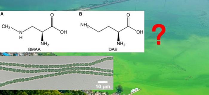 Chemical structures of β-N-methylamino-L-alanine (BMAA) (A) and 4-diaminobutyric acid (DAB) (B)