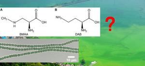 Chemical structures of β-N-methylamino-L-alanine (BMAA) (A) and 4-diaminobutyric acid (DAB) (B)