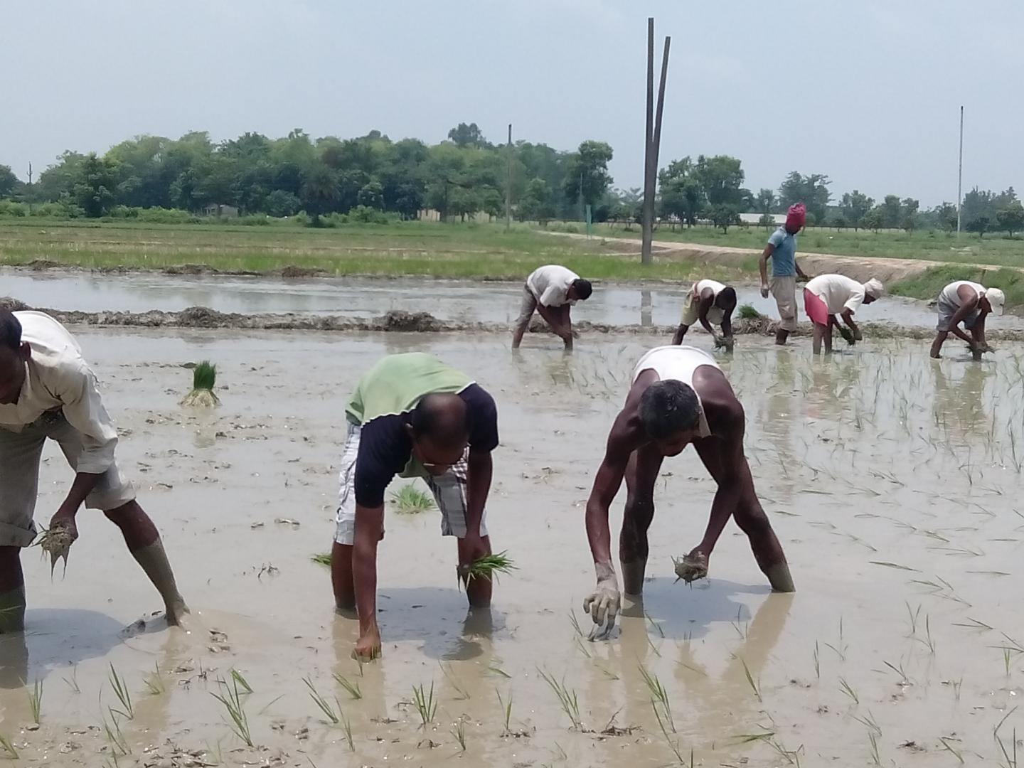rice transplanting in Bihar, India