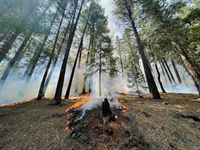 Less Severe Forest Fires Can Reduce Intensity of Future Blazes