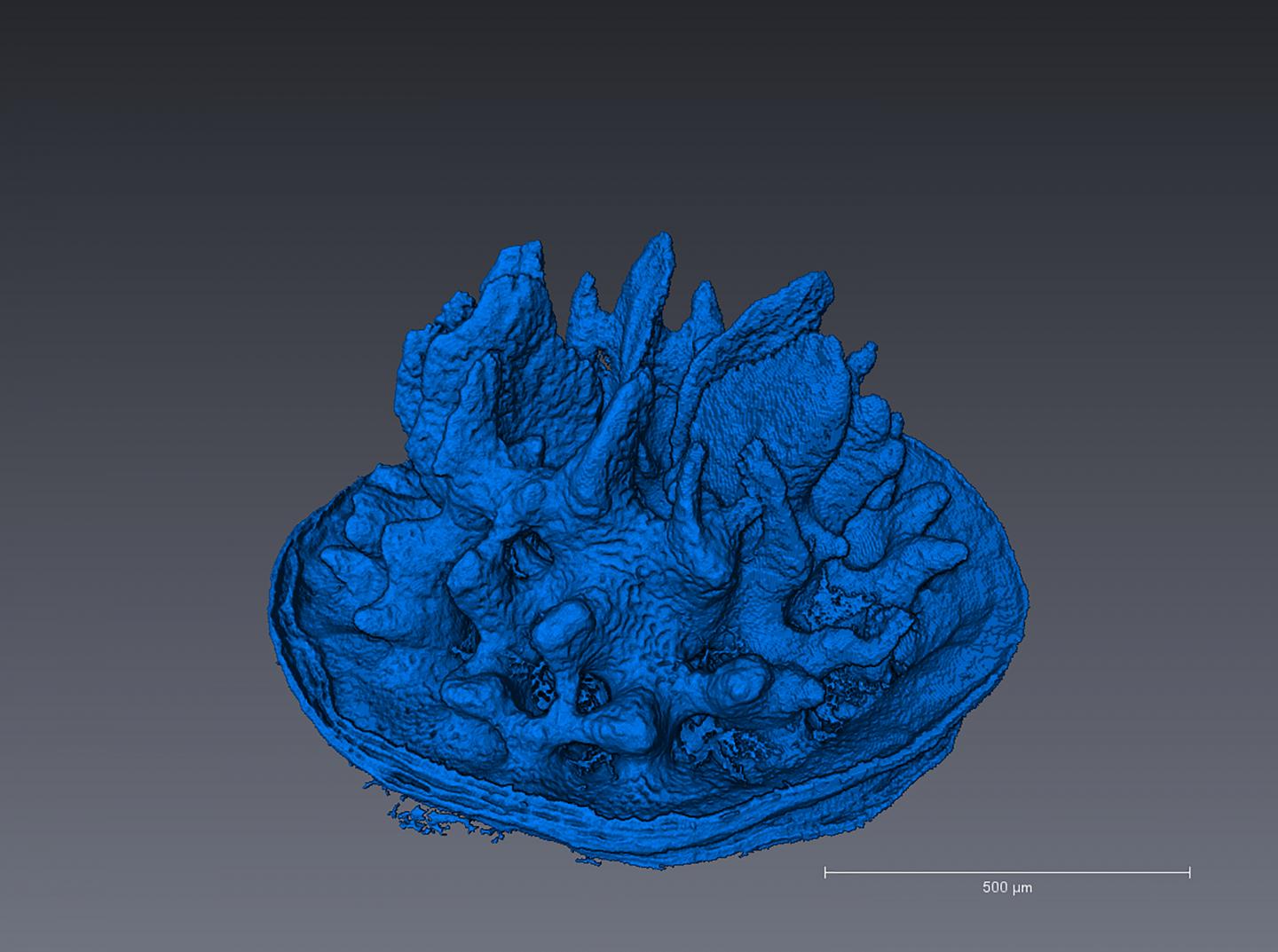 In Young Corals, Ocean Acidification Leads to Fragile, Deformed Skeletons (1 of 1)