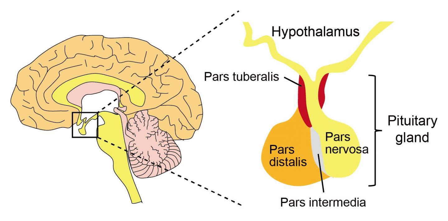Structures of the Hypothalamus and the Pituitary Gland in the Human Brain.
