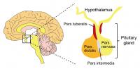 Structures of the Hypothalamus and the Pituitary Gland in the Human Brain.