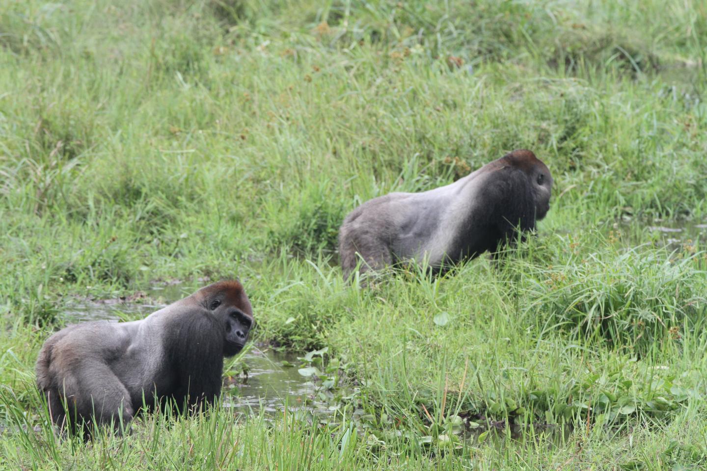 Western Gorillas at the Mbeli Bai Clearing in Nouabale-Ndoki National Park, Republic of Congo (2)