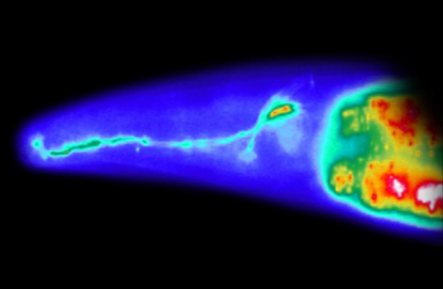 Neuron of a Roundworm