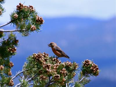 Crossbill Feeding on Pinyon Pine