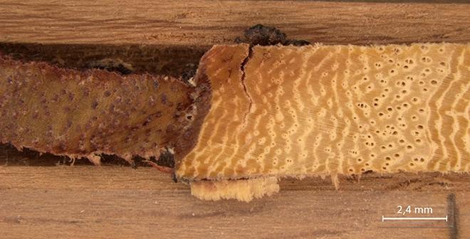 Microscale Image of a <i>T. tipu</i> Tree Growth Ring Sample