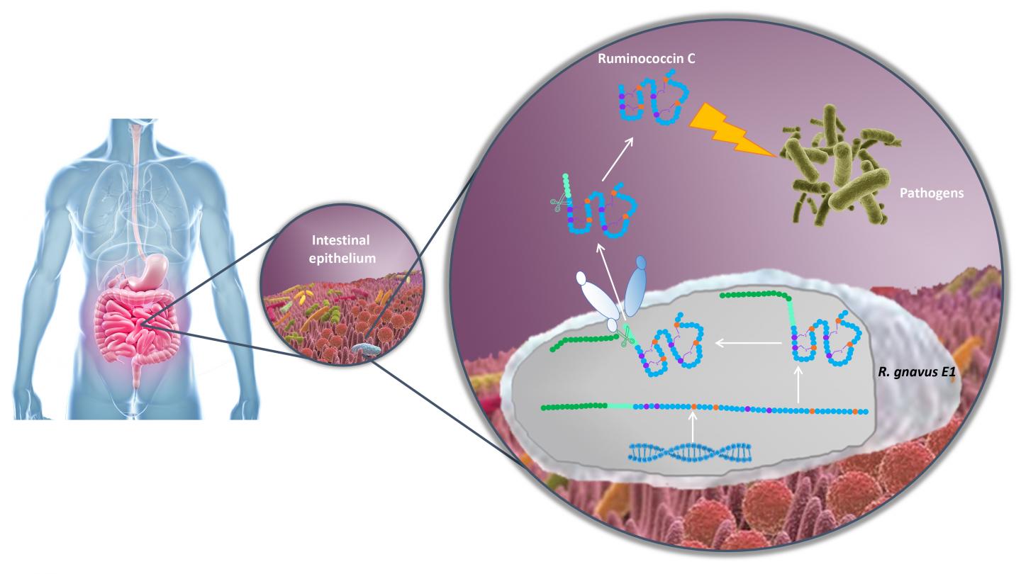 An Antimicrobial Molecule Produced by the Human Gut May Help Fight Drug-Resistant Infections (1 of 1)