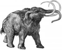 Scientists Sequence Woolly-Mammoth Genome (3 of 3)