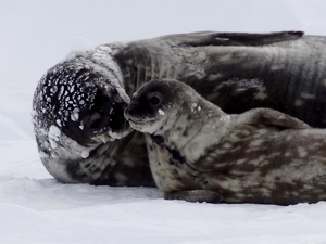 A female Weddell seal lays on the ice with her pup in Antarctica