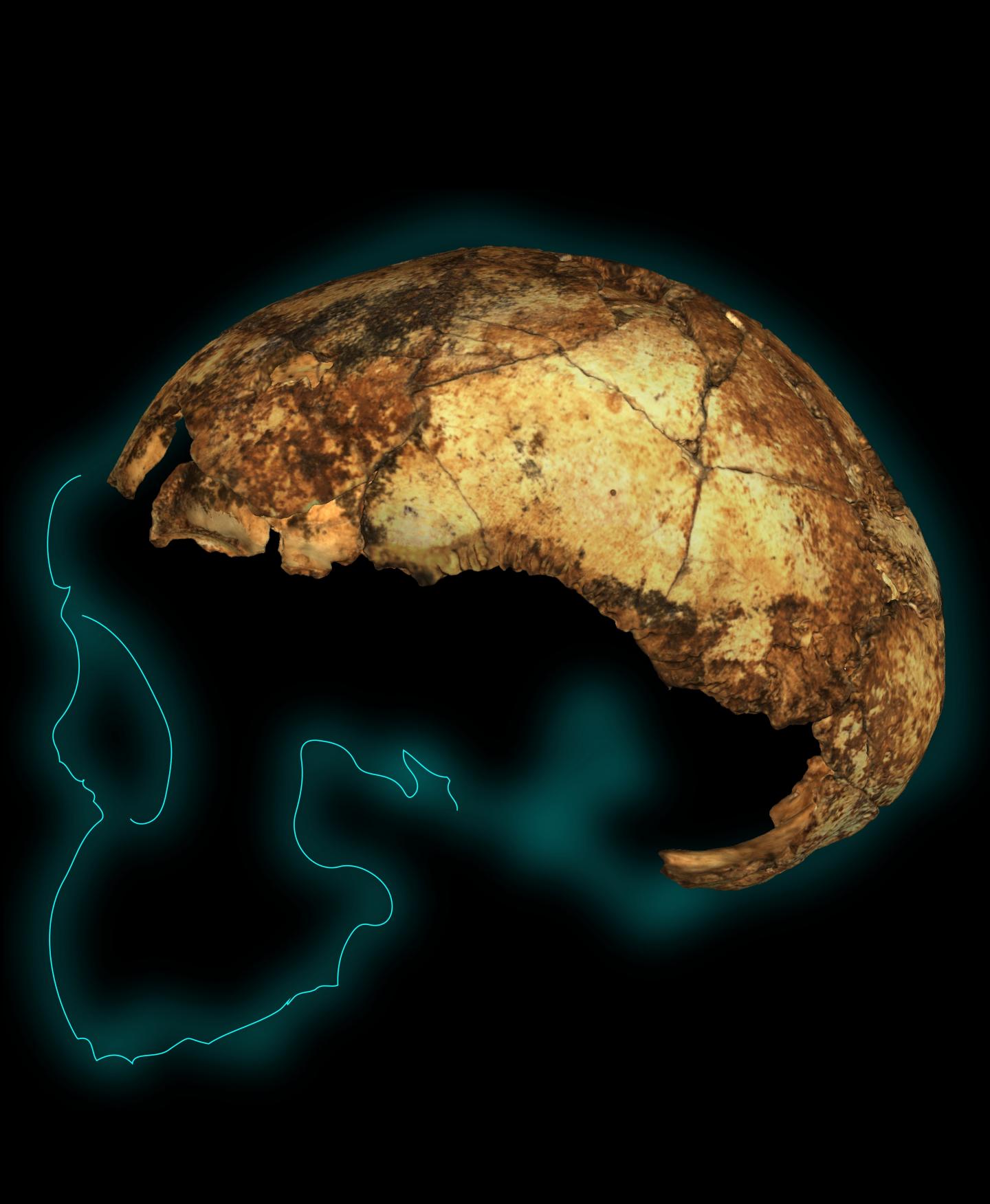 Homo erectus cranium from Dimolen, South Africa. Credit Angeline Leece.