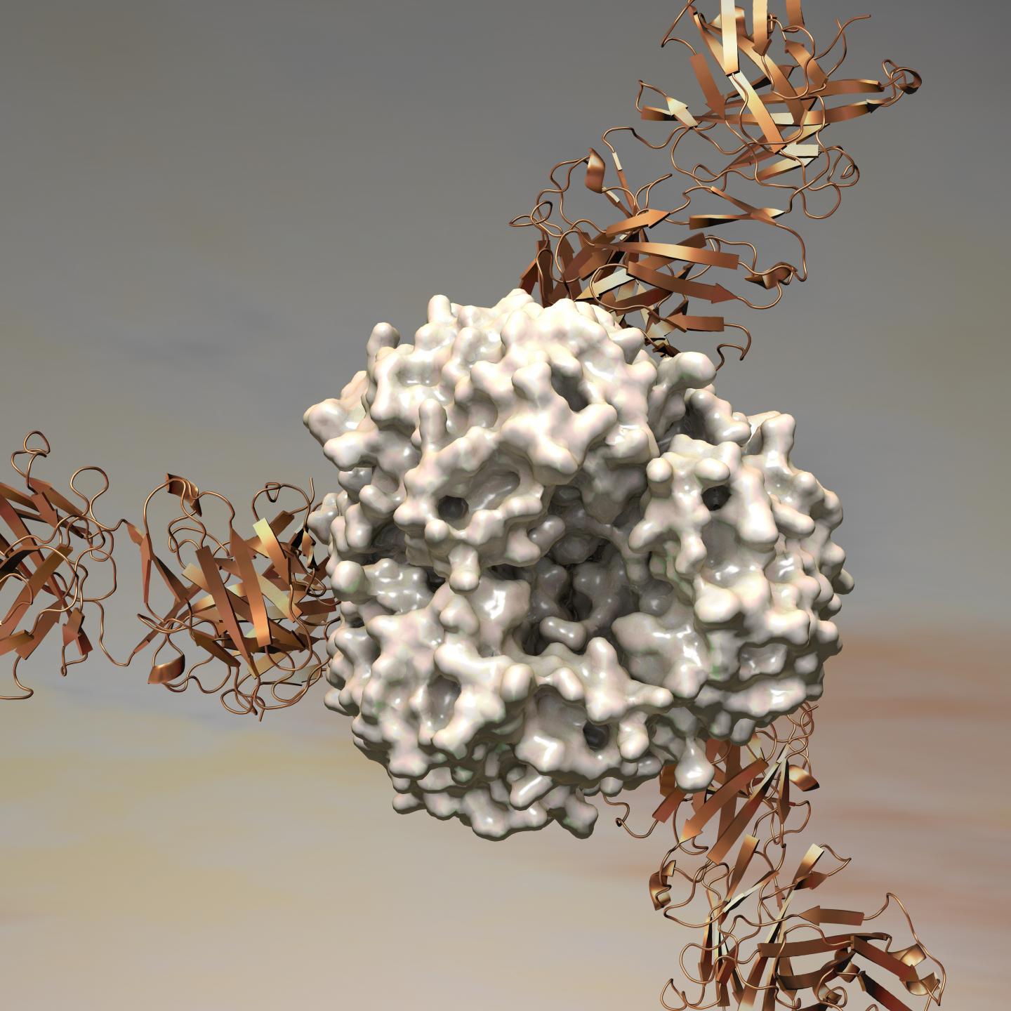 Lassa Virus' Soft Spot Revealed