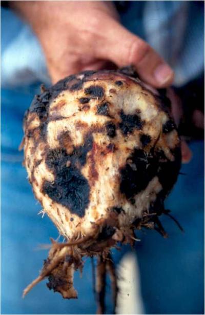 Roundworm-Infected Root