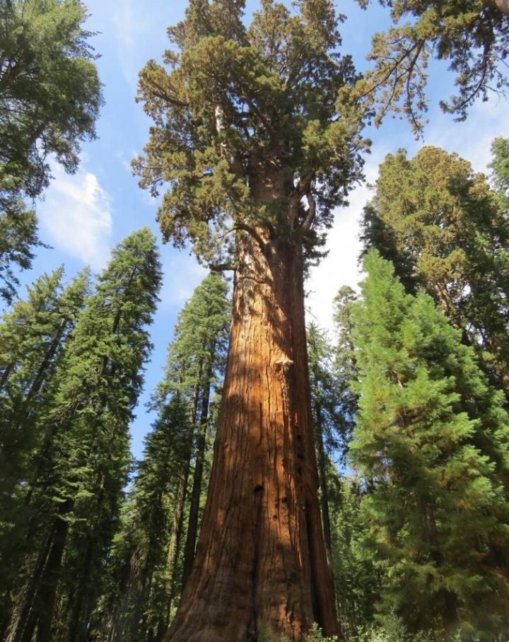 How the Giant Sequoia Protects Itself