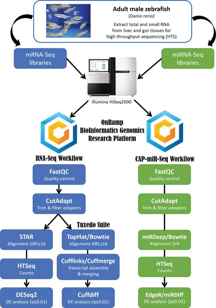 Interplay Between MicroRNAs and Targeted Genes in Cellular Homeostasis of Adult Zebrafish (Danio rerio)