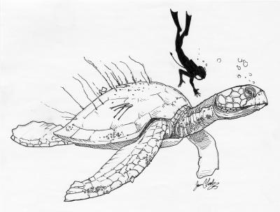 Better Understanding One of the Largest Sea Turtles to Ever Live