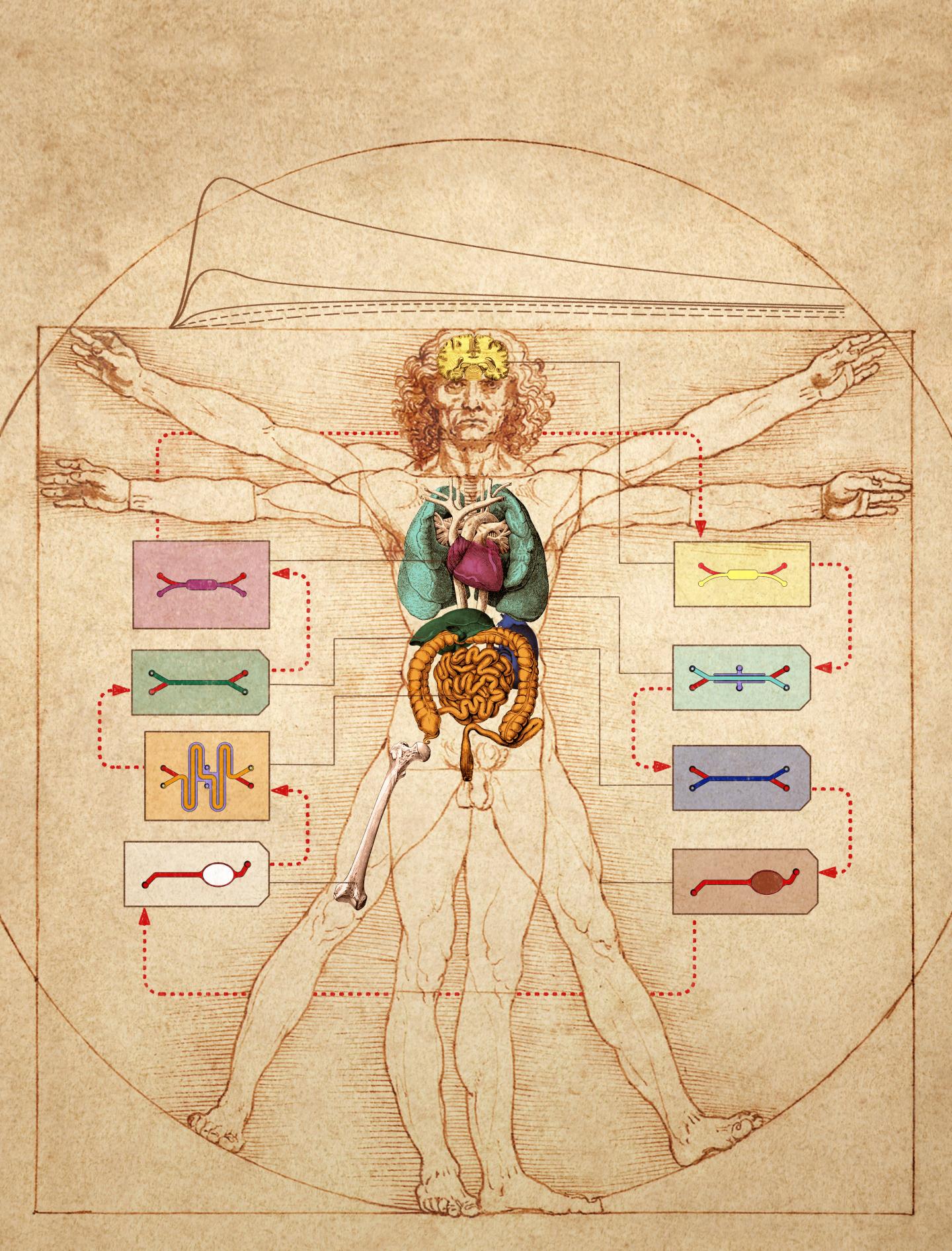 Linked Organ Chips