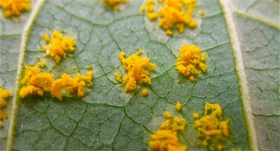Close-up of <i>M. larici-populina uredinia</i>