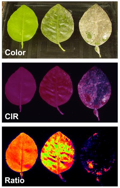 CIR Photography Used with Plants