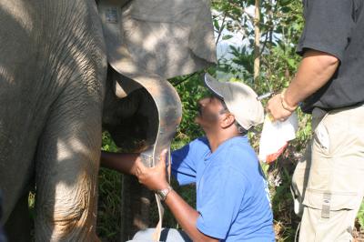 Dr. Christy Williams Secures a Satellite Collar Around a Pygmy Elephant
