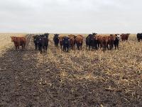 High stocking density cattle