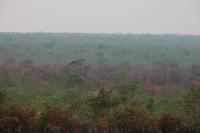 Forest dieback after a human-induced fire in Southern Pará