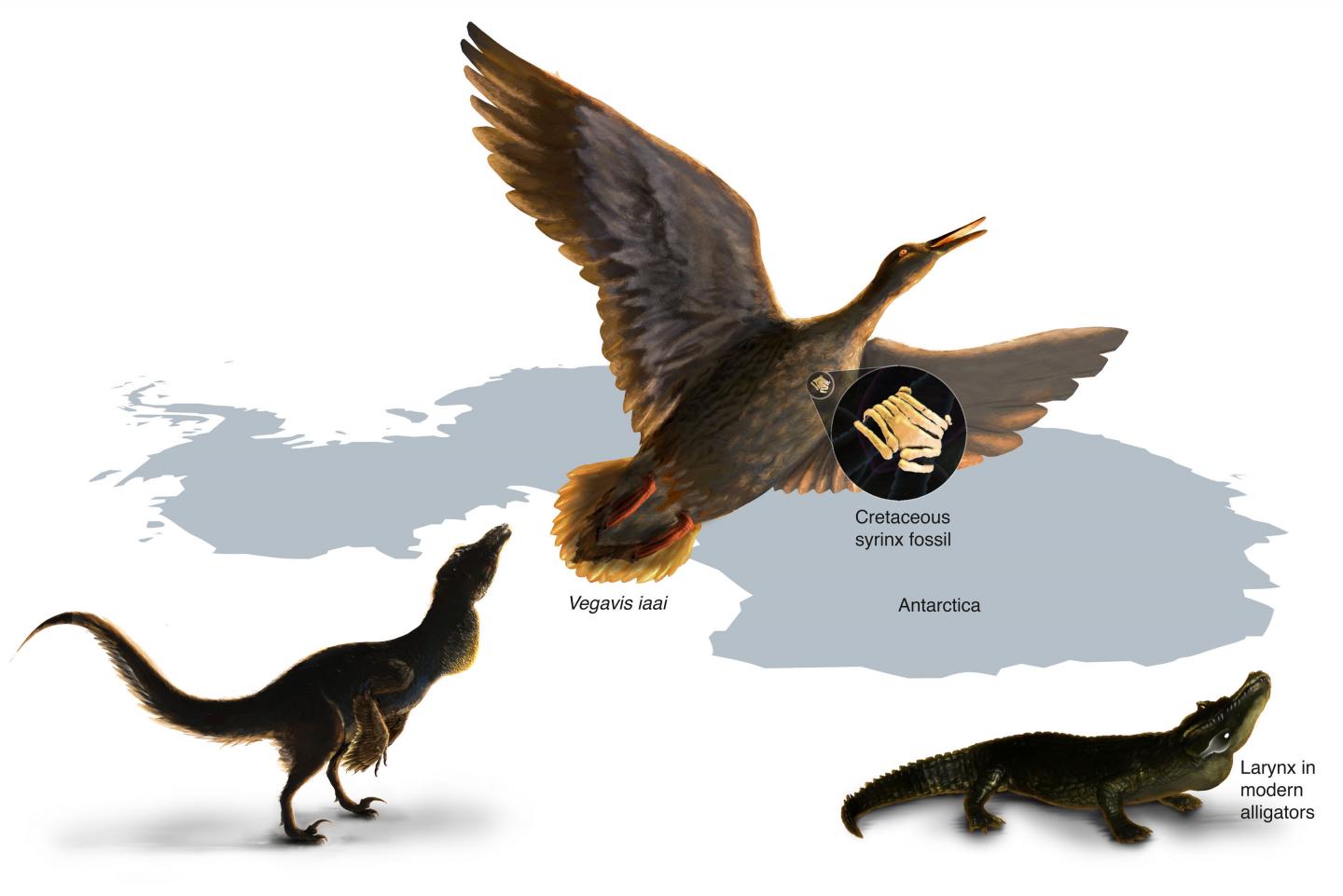 Oldest known squawk box suggests dinosaurs li | EurekAlert!