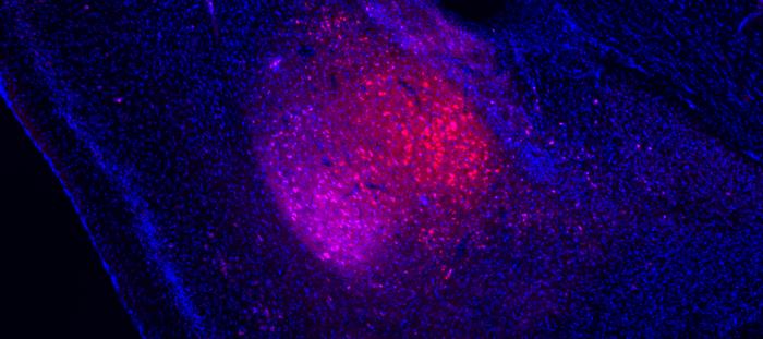 the basolateral amygdala in a mouse