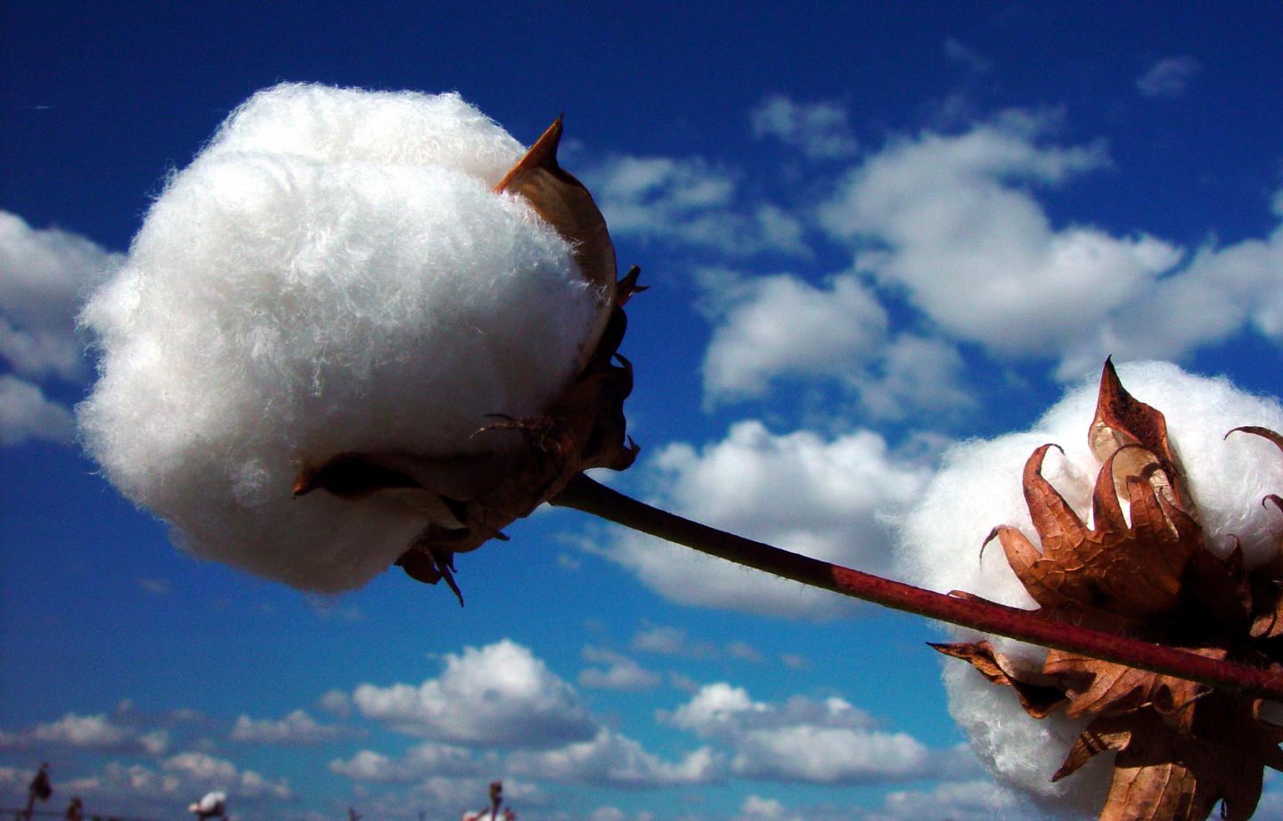 Upland Cotton (Gossypium Hirsutum) Boll against a Blue Sky