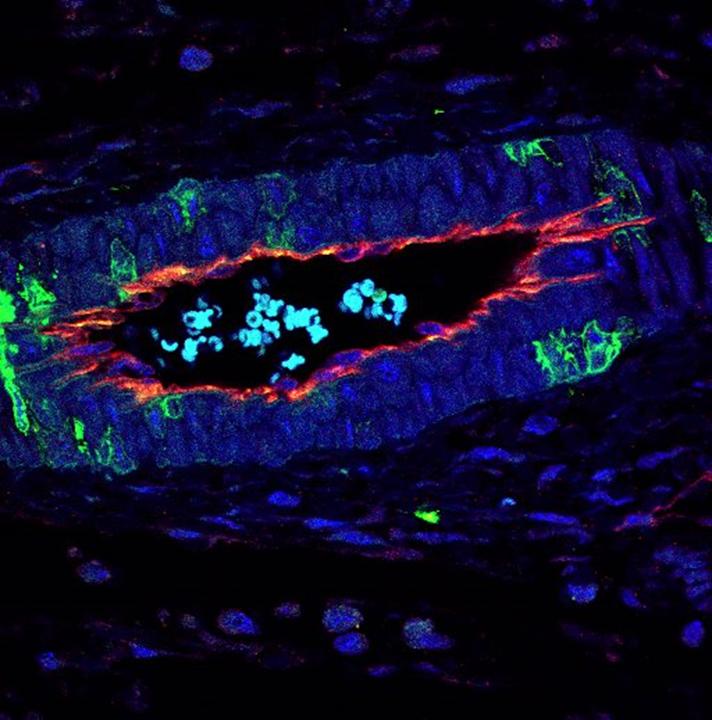 Structure of a Blood Vessel -- Raquel Batlle, IRB Barcelona