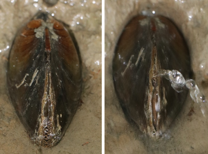 Squirting mussel