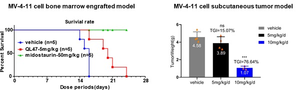 Novel Strategy Discovered for FLT3-ITD-positive Acute Myeloid Leukemia