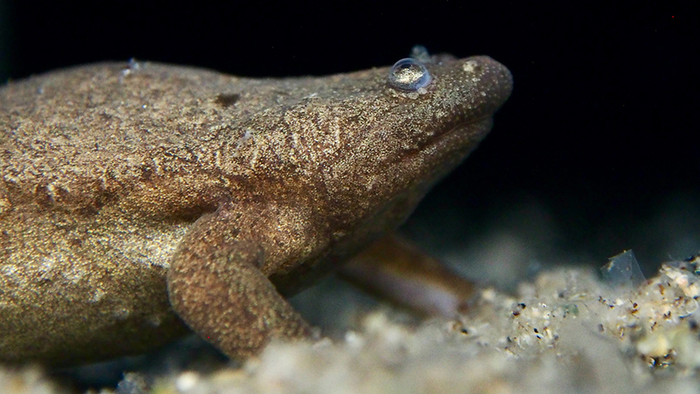 Tropical frog "Xenopus tropicalis"