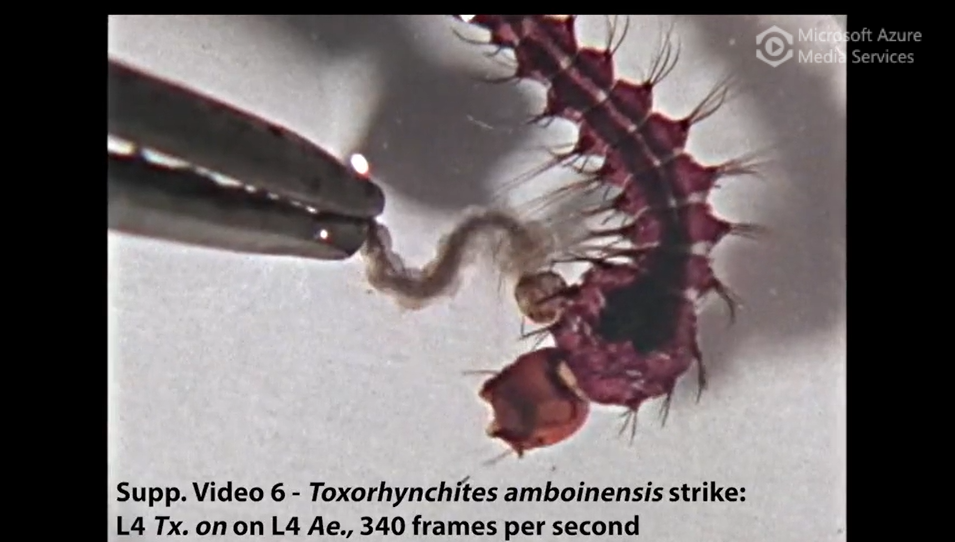 Toxorhynchites amboinensis larva strike