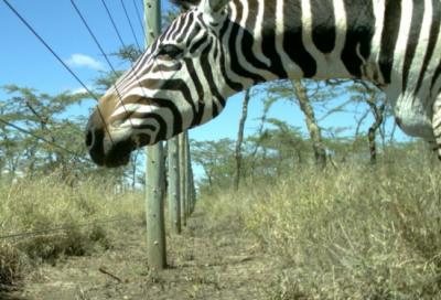 A Plains Zebra (<em>Equus quagga</em>) in Front of the Kenya Long-Term Exclosure Experiment.