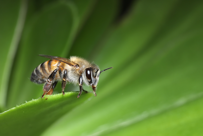 Bee on plant