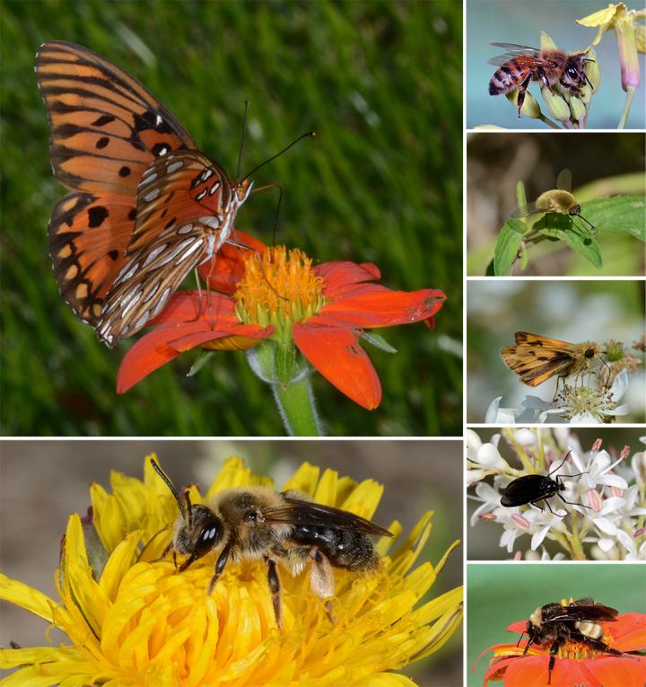 Insects Attracted to Wildflowers